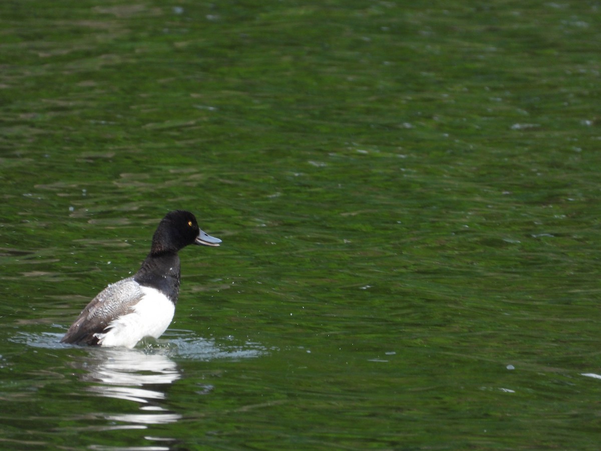 Lesser Scaup - ML620722982