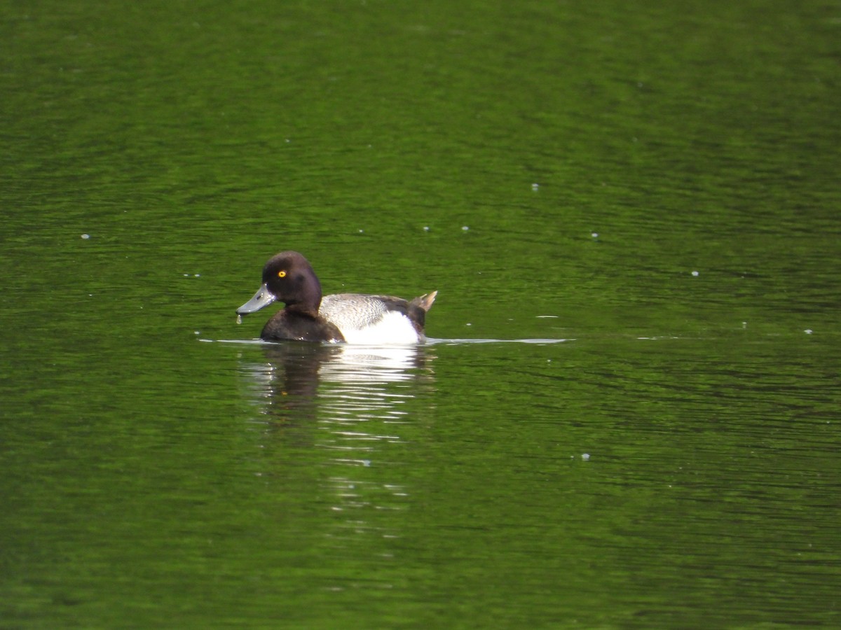 Lesser Scaup - ML620722983