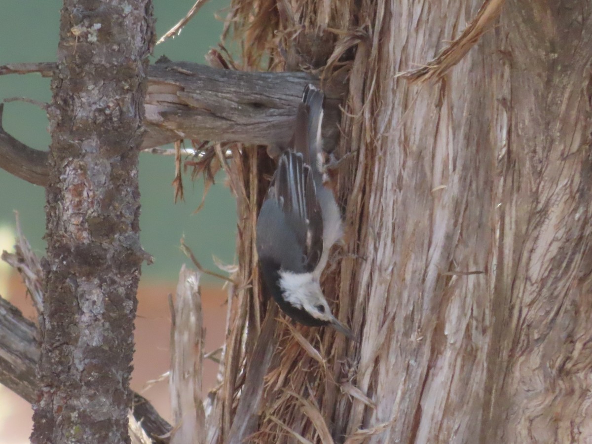 White-breasted Nuthatch - ML620722987