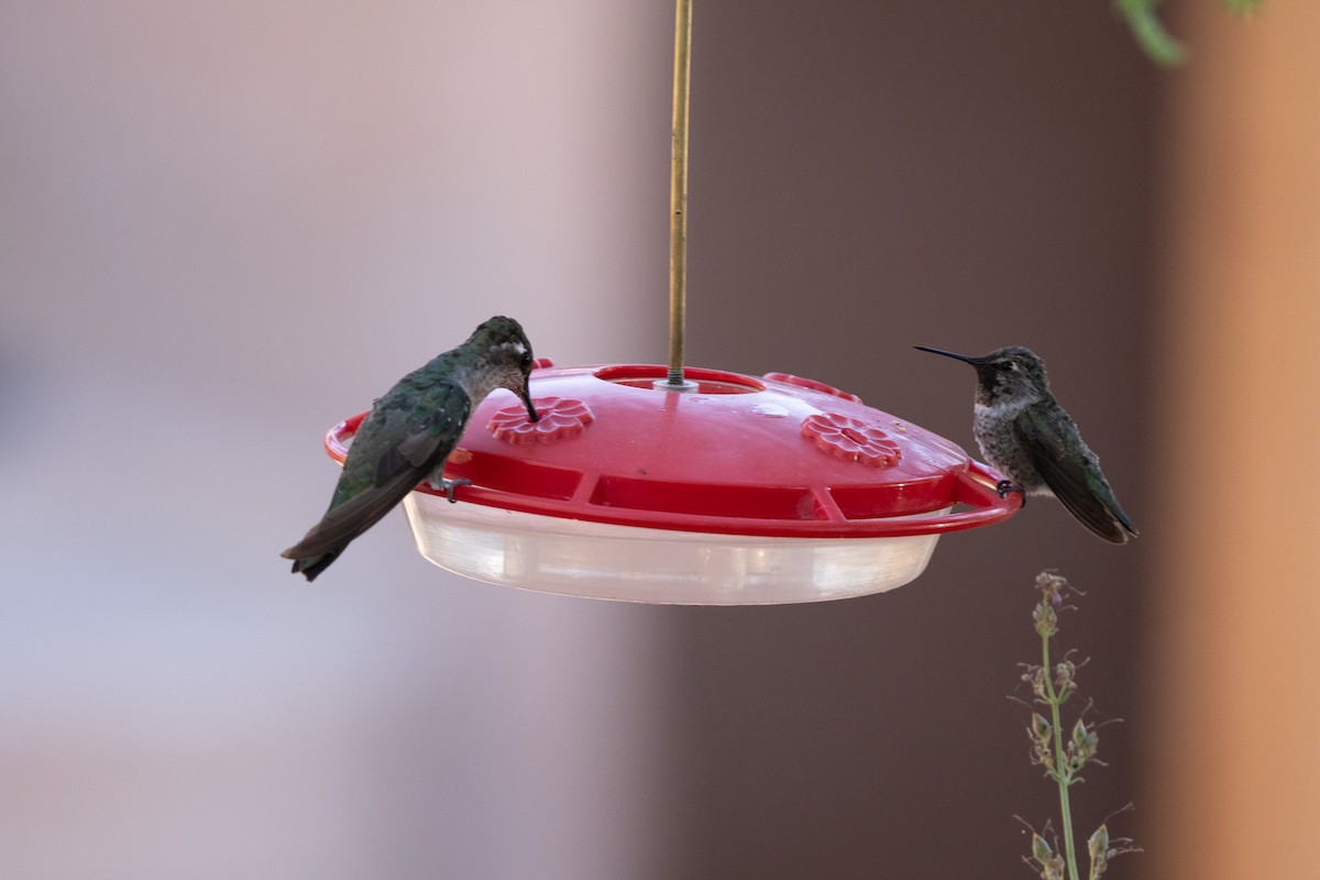 Rivoli's Hummingbird - ML620722993