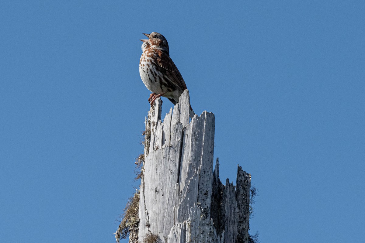 Fox Sparrow - André Desrochers