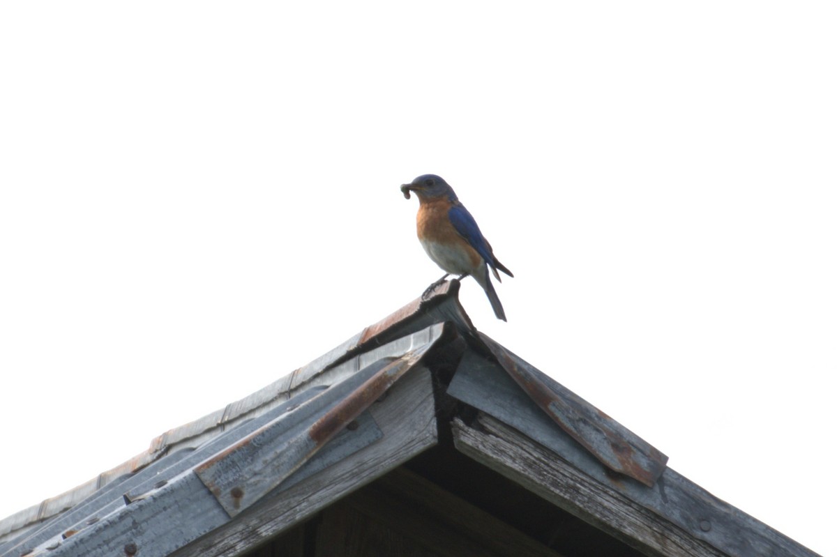 Eastern Bluebird - ML620722996