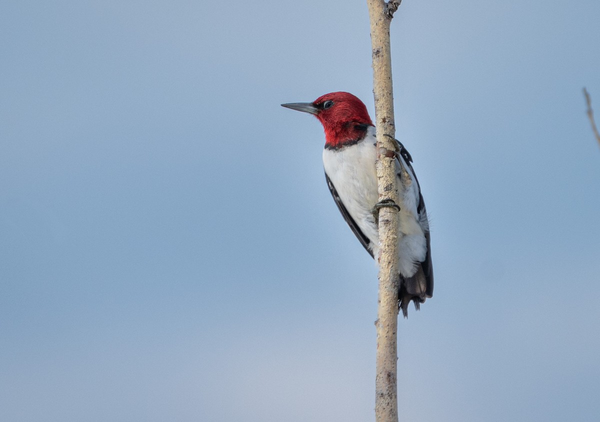 Red-headed Woodpecker - ML620722998