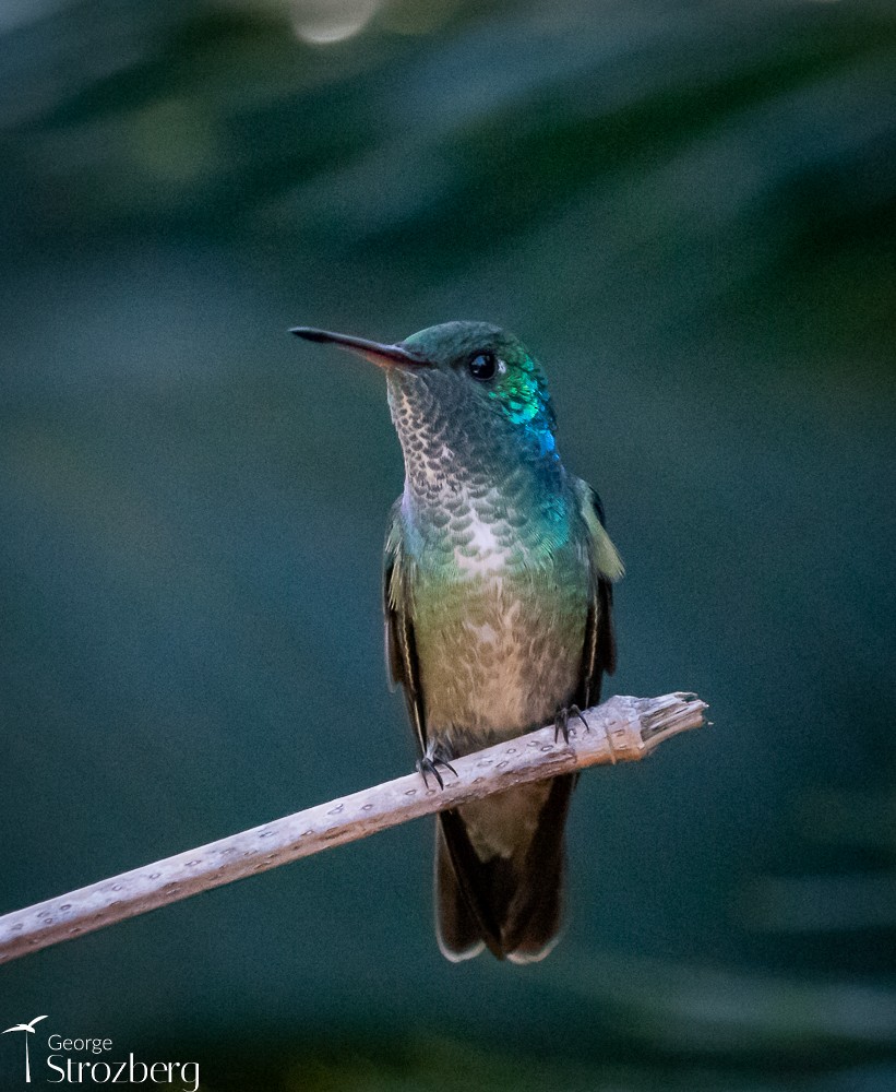 tupikolibri (versicolor gr.) - ML620723000