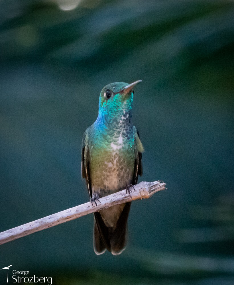 Amazilia Versicolor (grupo versicolor) - ML620723002