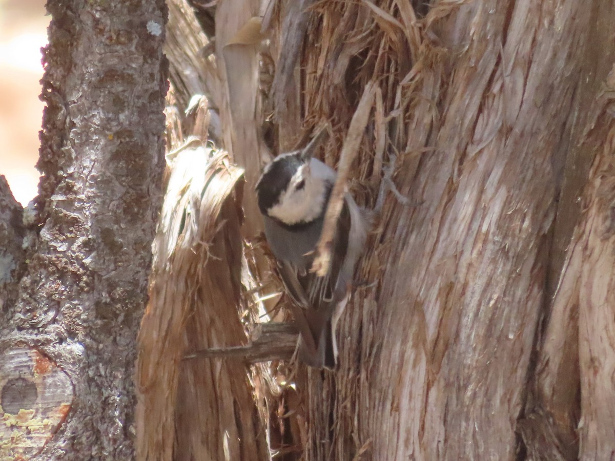 White-breasted Nuthatch - ML620723004