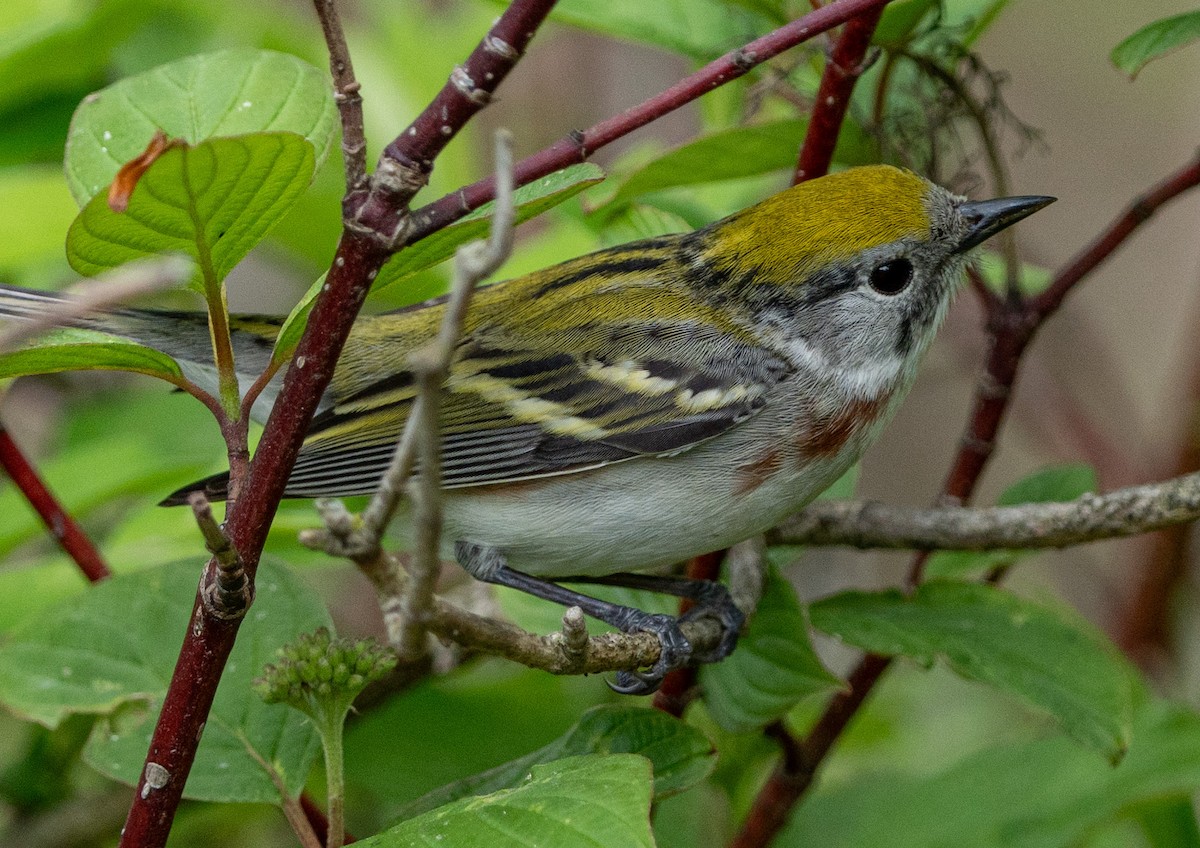 Chestnut-sided Warbler - Ted Zobeck