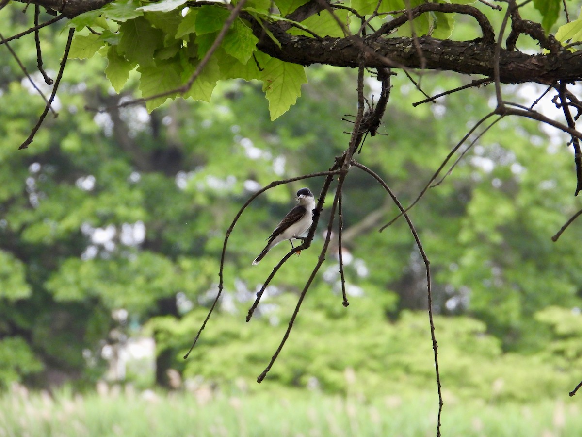 Eastern Kingbird - ML620723006