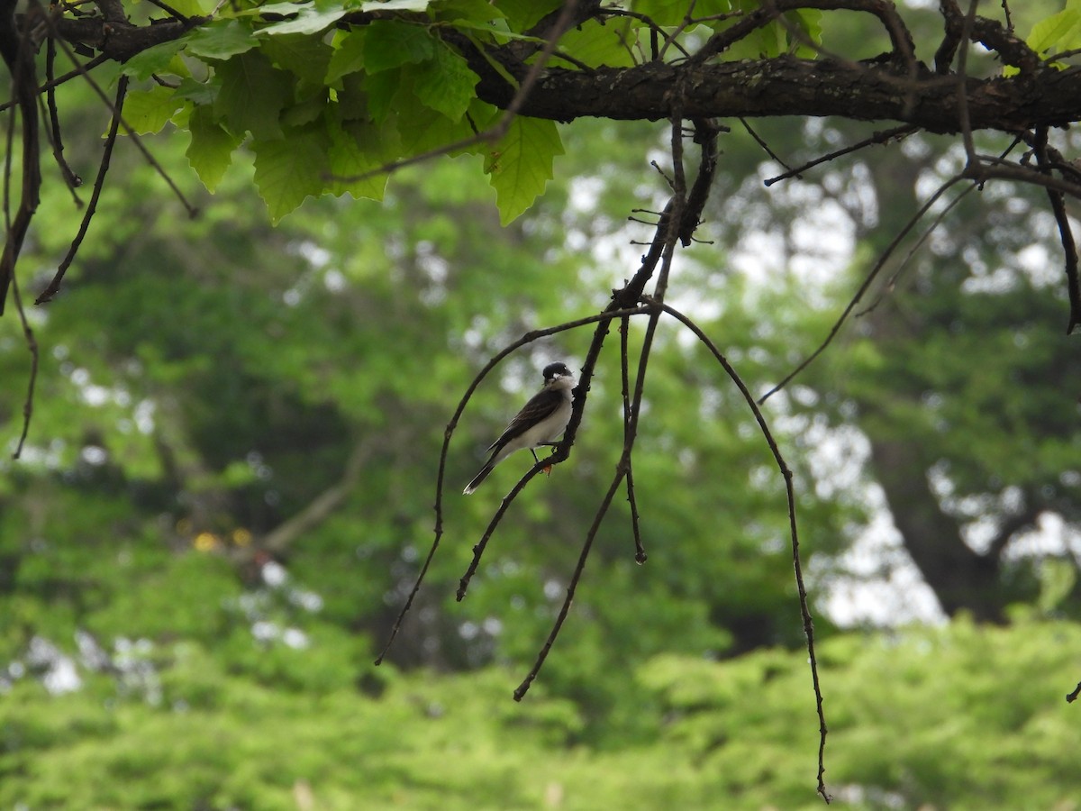 Eastern Kingbird - ML620723007