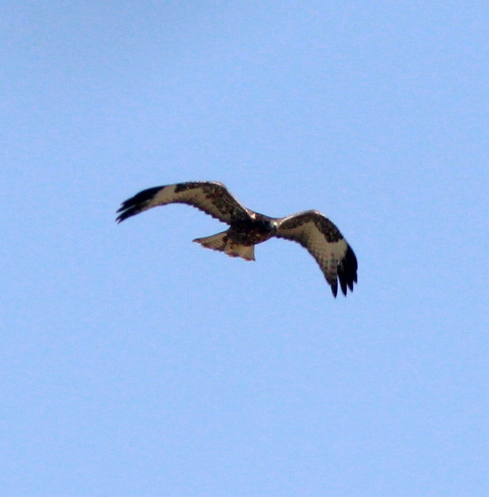 Buse à queue rousse (calurus/alascensis) - ML620723008