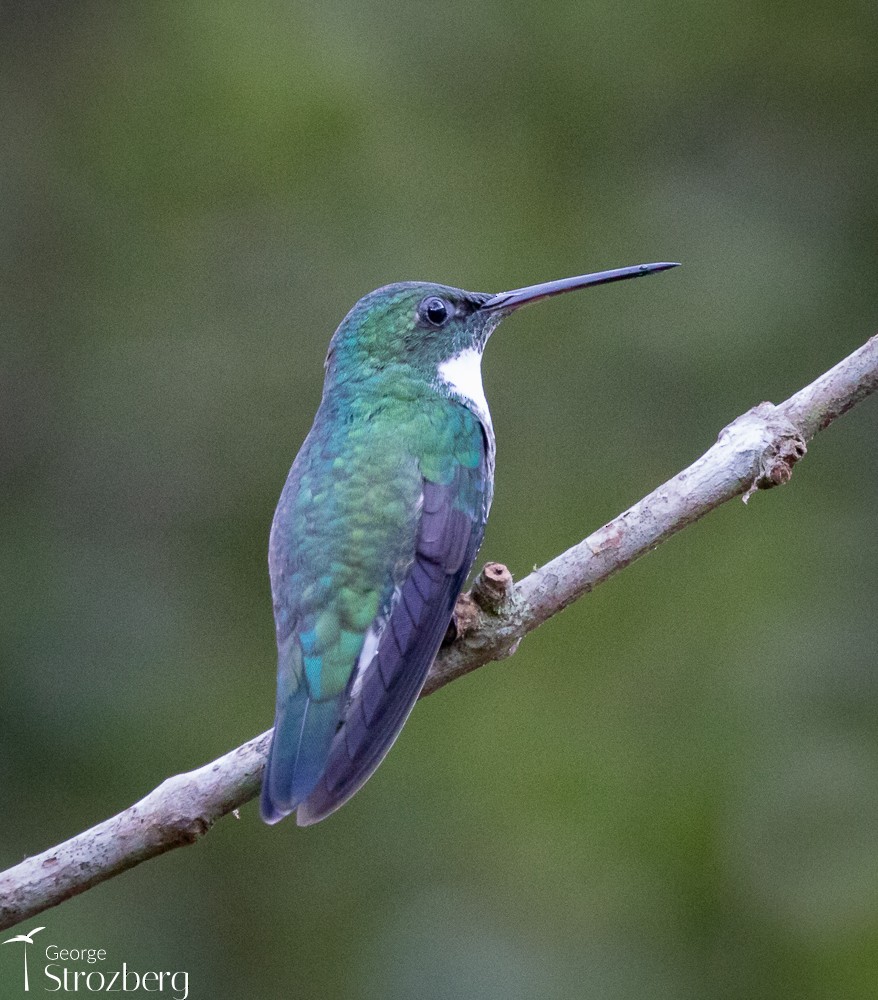 White-throated Hummingbird - ML620723010