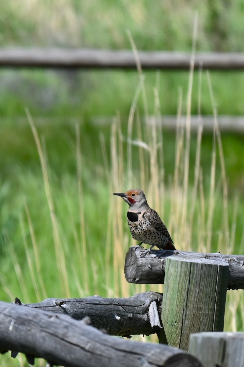 Northern Flicker - ML620723011