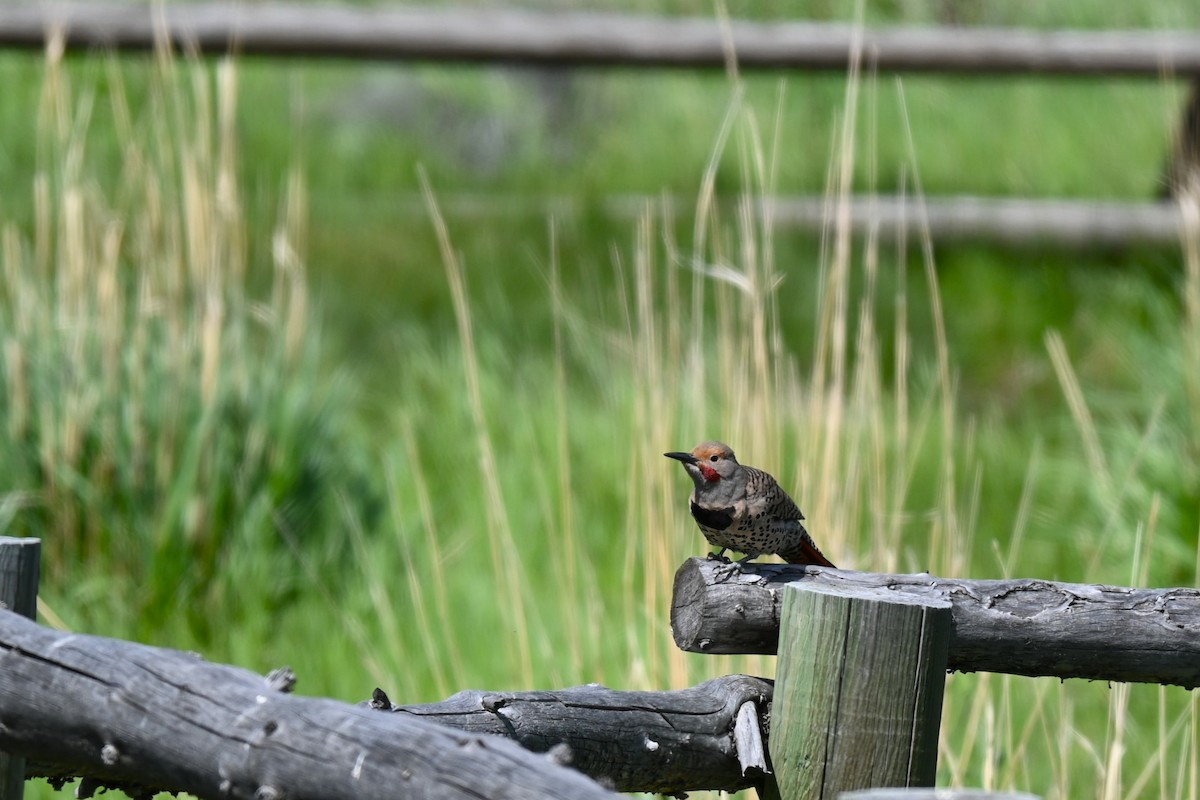 Northern Flicker - ML620723012