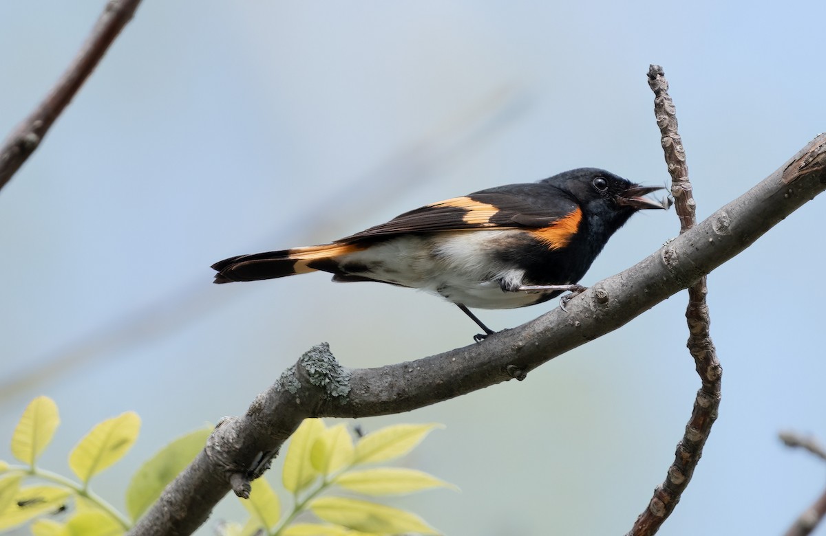 American Redstart - ML620723016