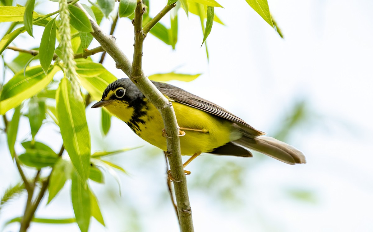 Canada Warbler - ML620723033