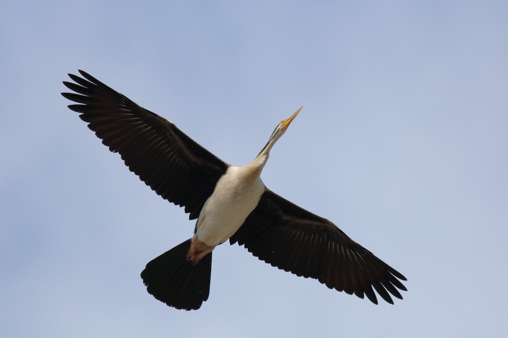 Australasian Darter - ML620723034