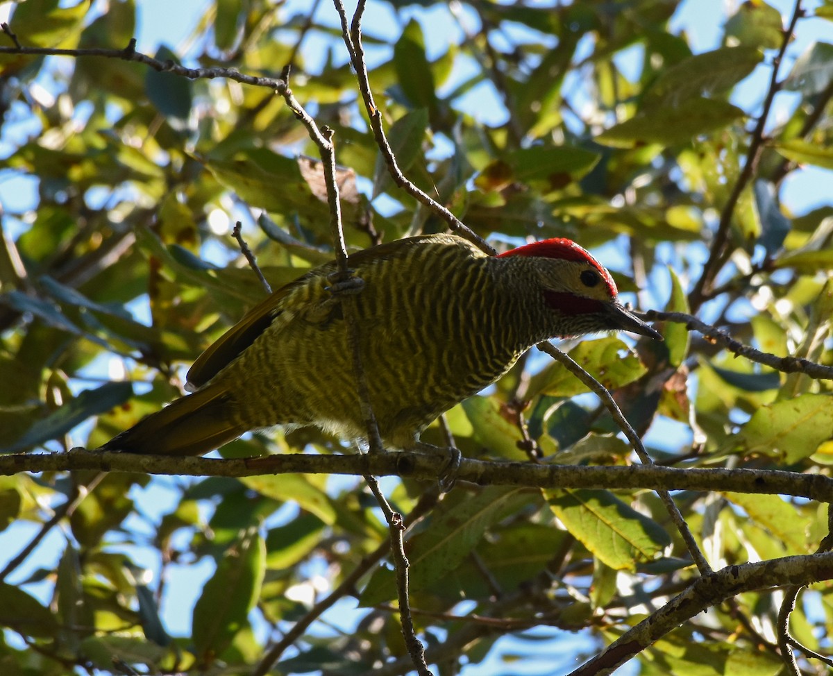 Carpintero Oliváceo (grupo rubiginosus) - ML620723035