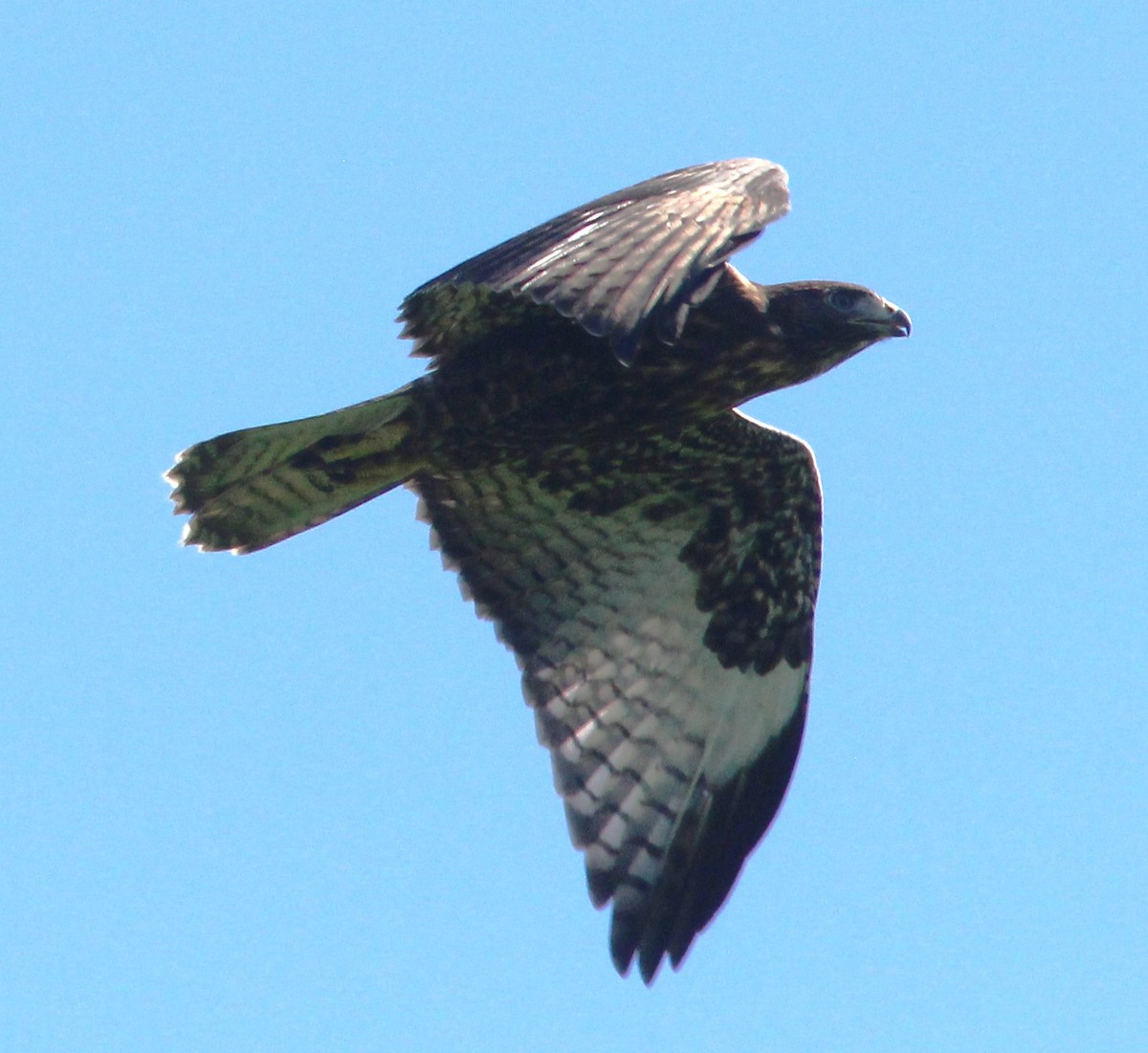 Red-tailed Hawk (calurus/alascensis) - ML620723036