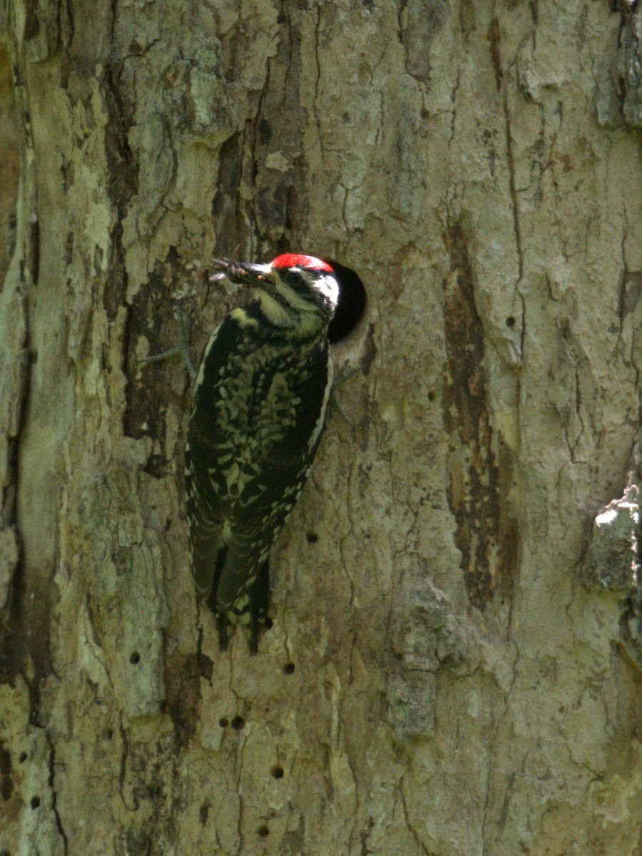 Yellow-bellied Sapsucker - ML620723063