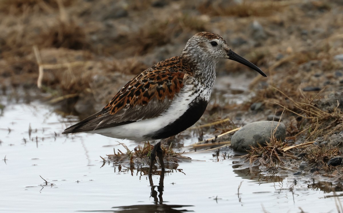 Dunlin - ML620723071