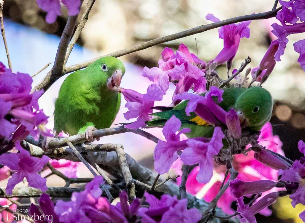 Yellow-chevroned Parakeet - ML620723072