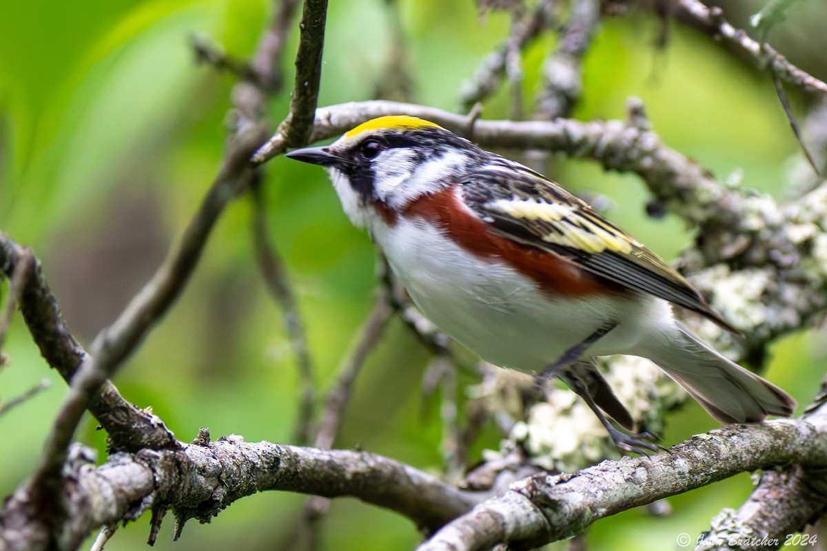 Chestnut-sided Warbler - John Bratcher