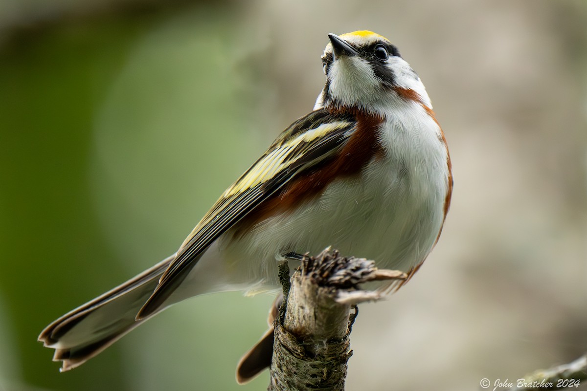 Chestnut-sided Warbler - John Bratcher