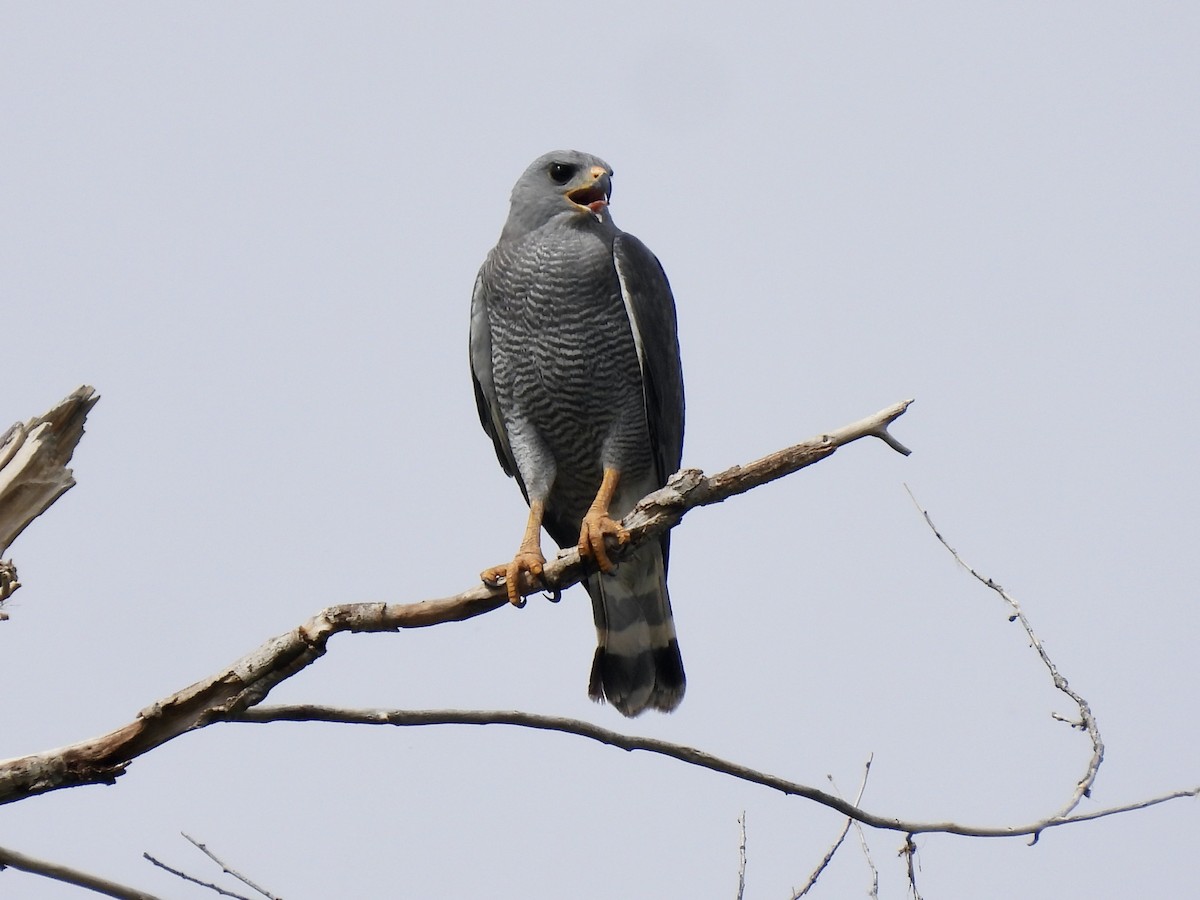 Gray Hawk - ML620723082