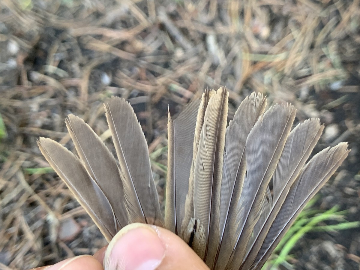 Lincoln's Sparrow - Mietron Shahbodaghloo