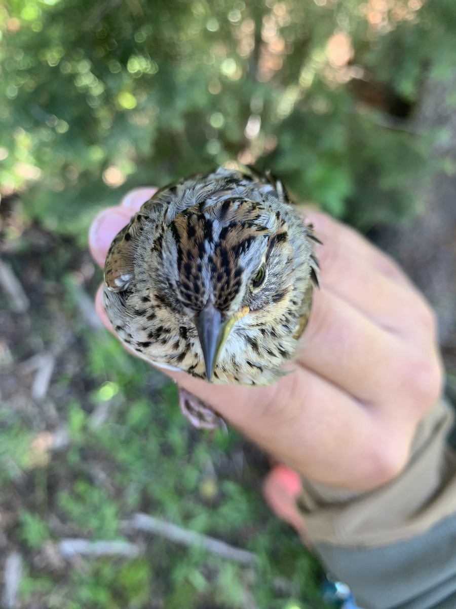 Lincoln's Sparrow - ML620723084