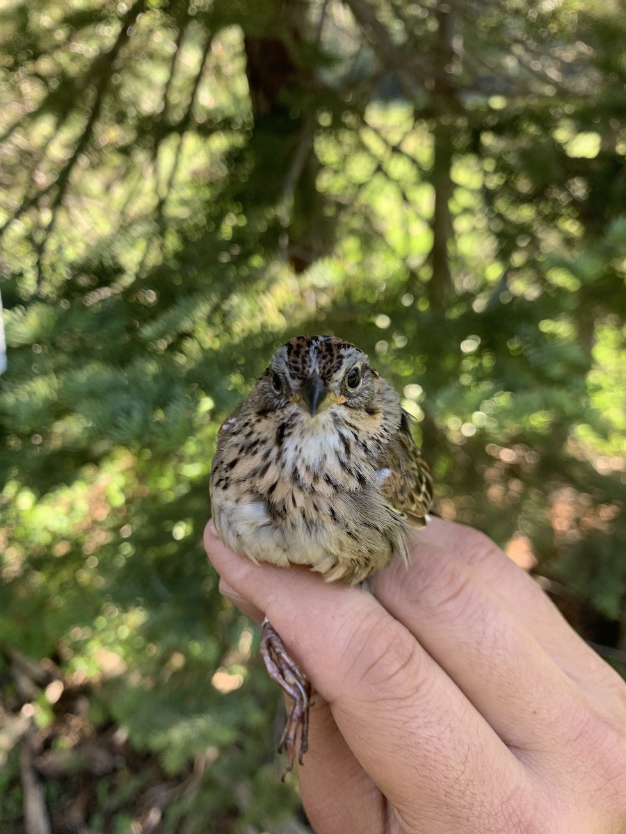 Lincoln's Sparrow - ML620723085