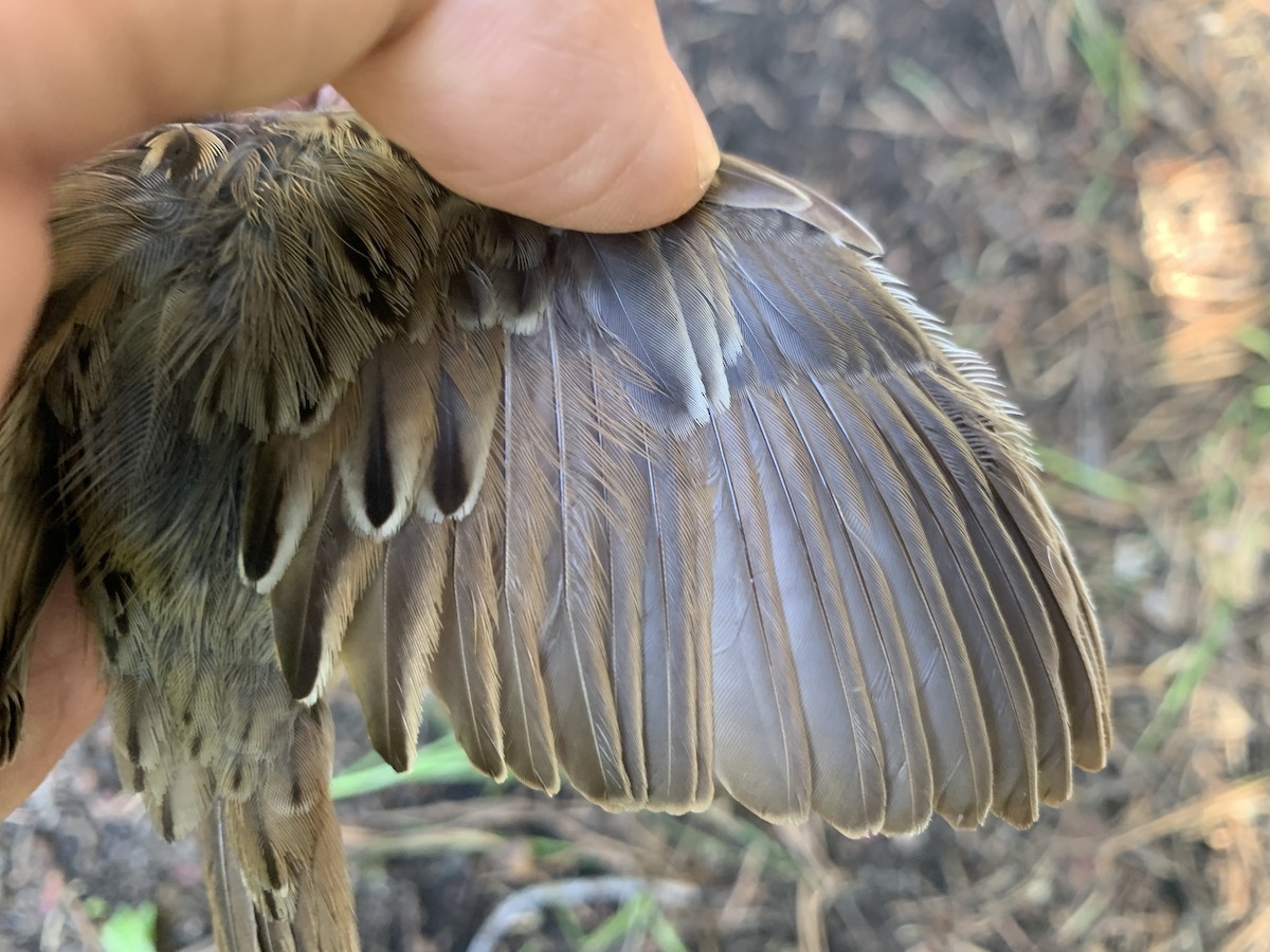 Lincoln's Sparrow - Mietron Shahbodaghloo