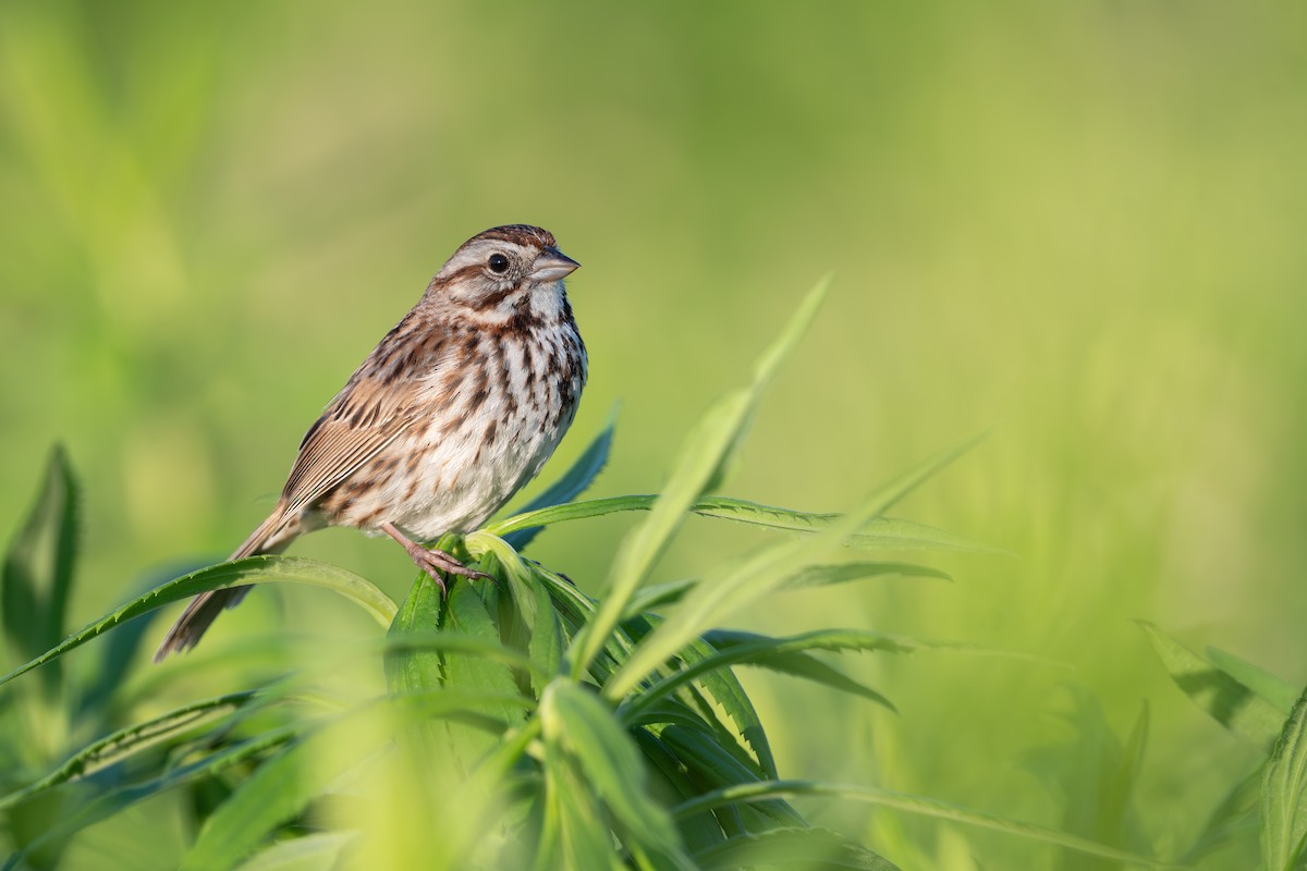 Song Sparrow - Martin Kaehrle