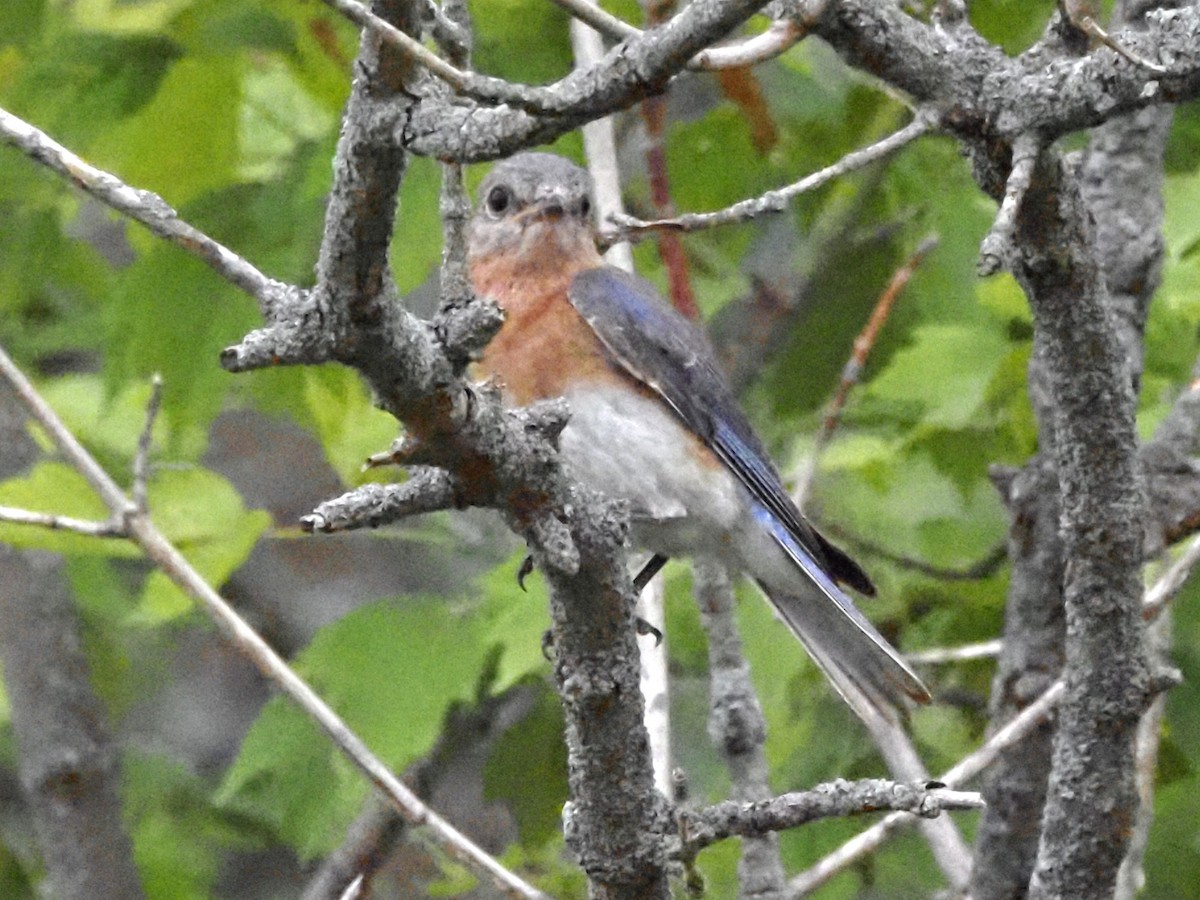 Eastern Bluebird - ML620723089