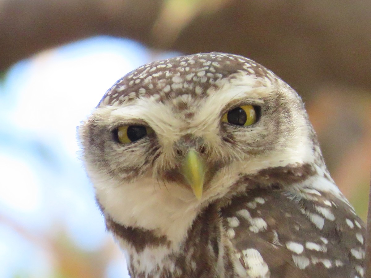Spotted Owlet - ML620723090
