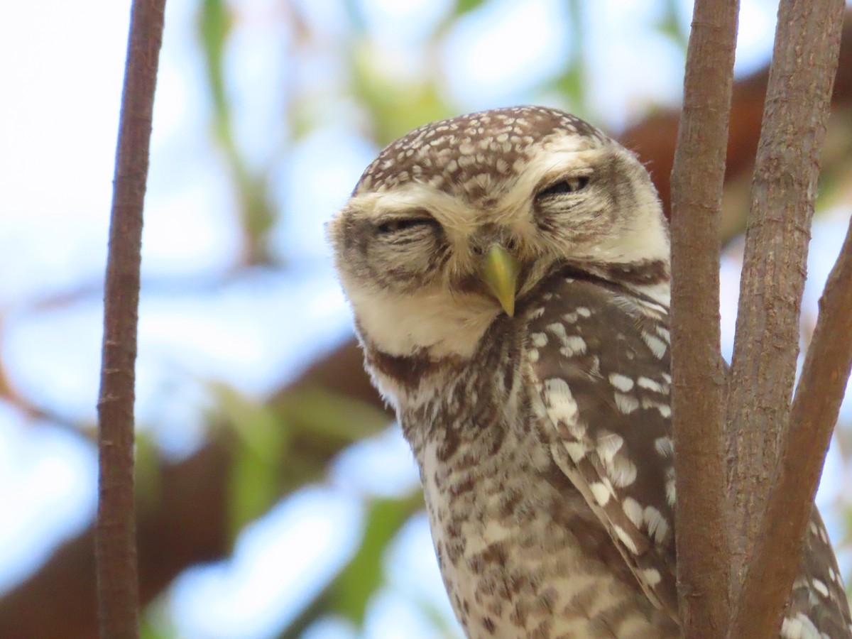 Spotted Owlet - ML620723093