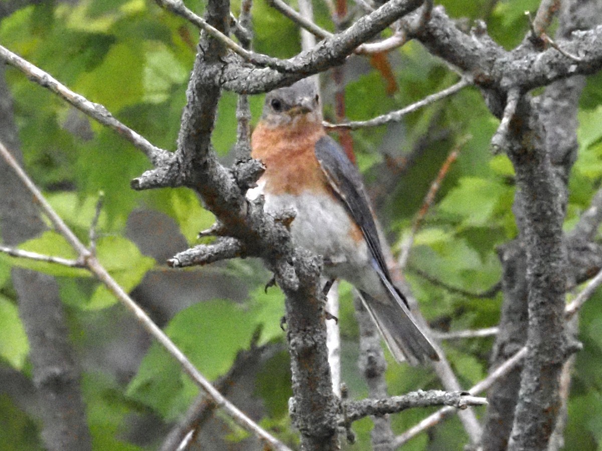 Eastern Bluebird - ML620723095