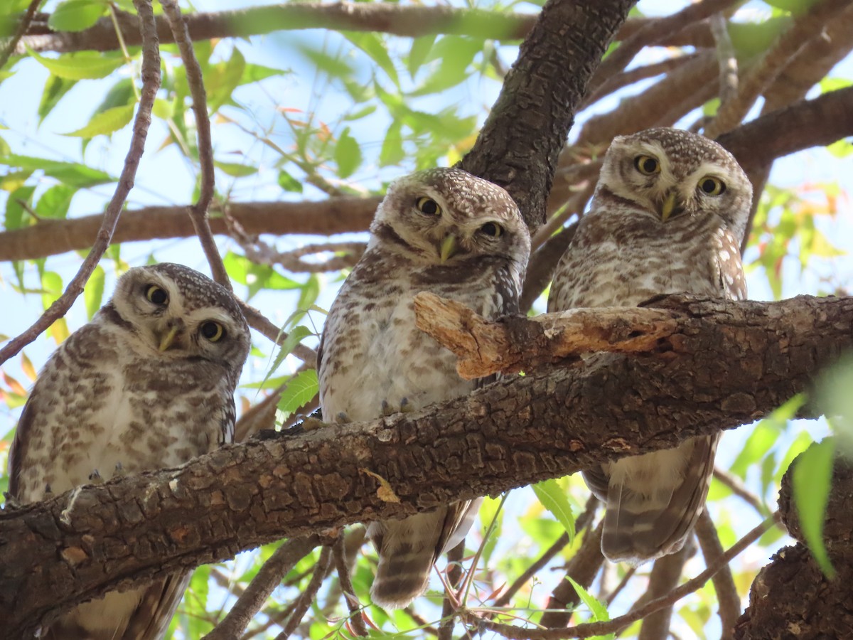 Spotted Owlet - ML620723096