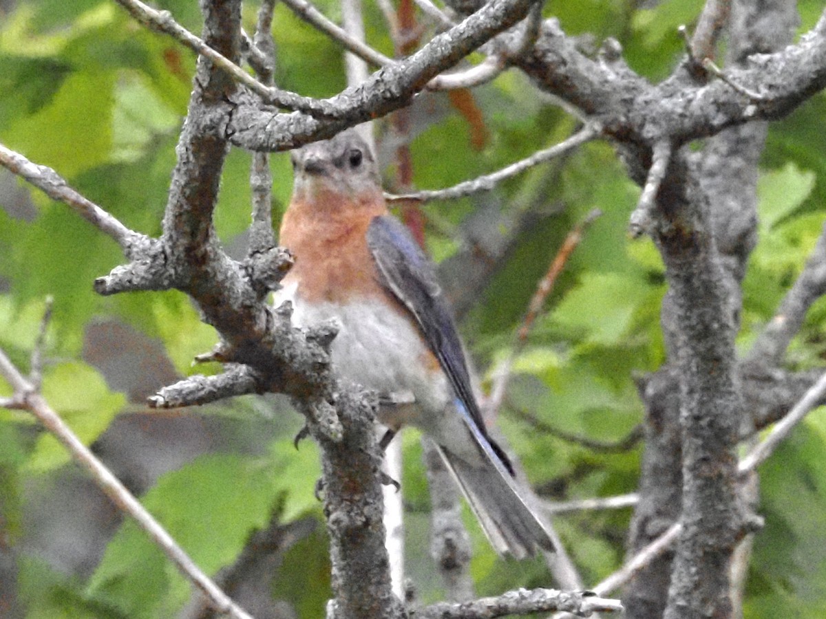 Eastern Bluebird - ML620723097