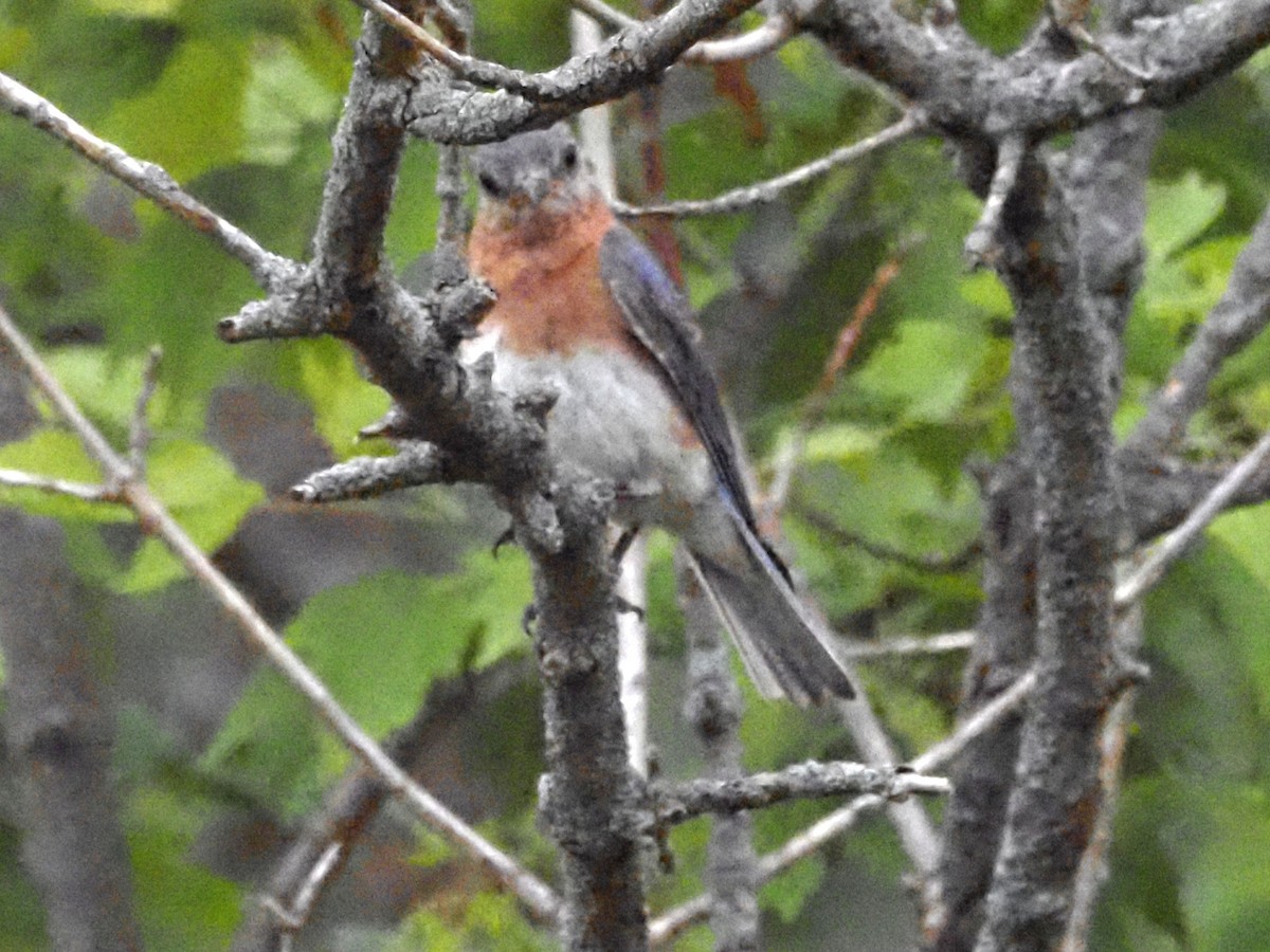 Eastern Bluebird - ML620723098