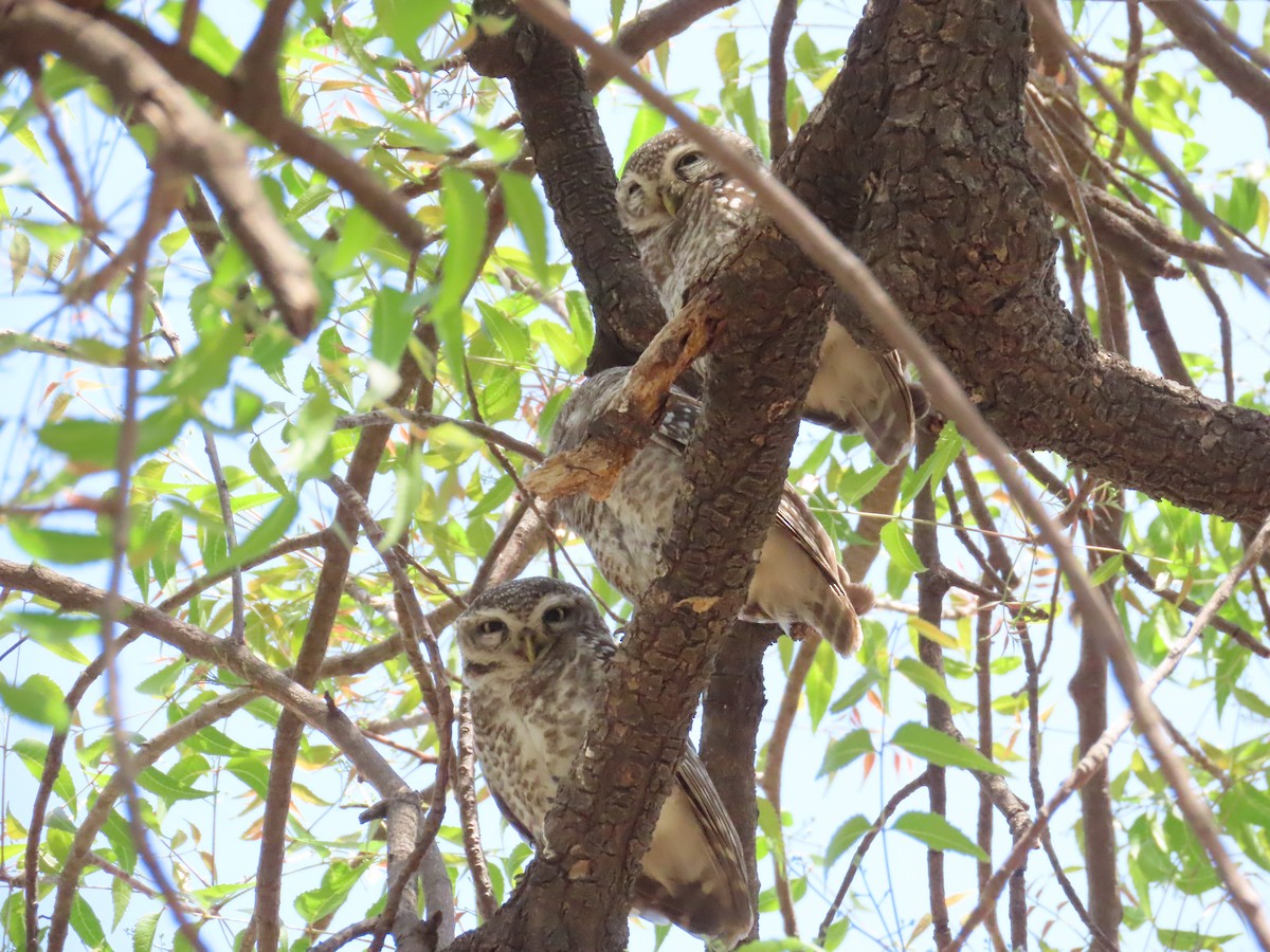 Spotted Owlet - ML620723100