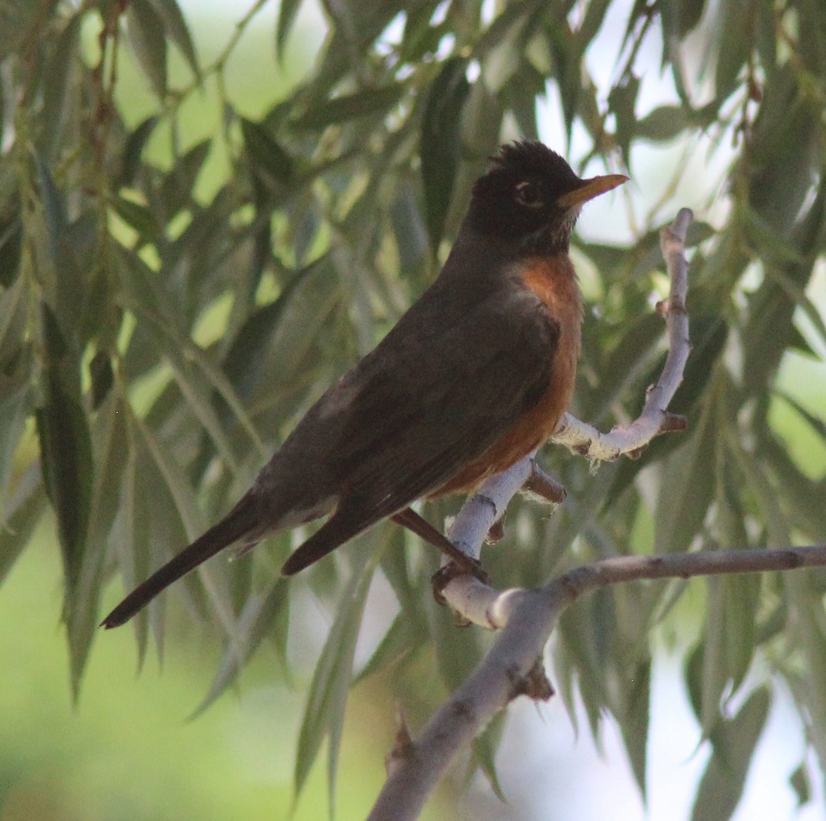 American Robin - Heidi George