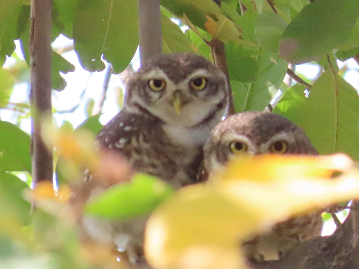 Spotted Owlet - ML620723116