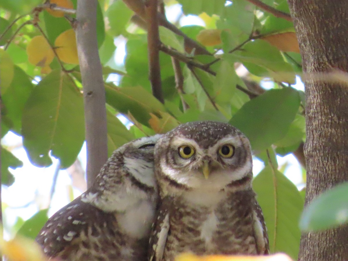 Spotted Owlet - ML620723117