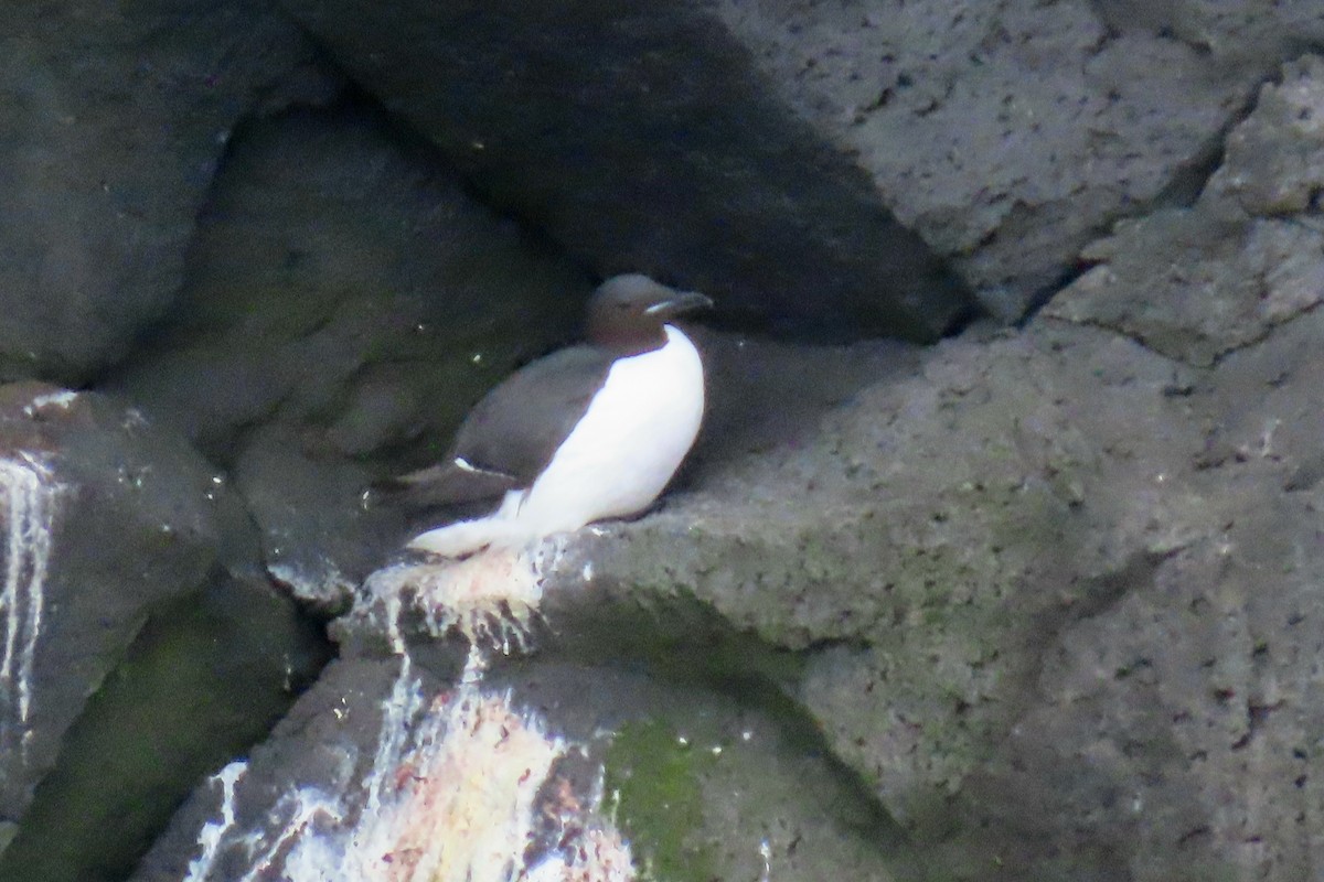 Thick-billed Murre - ML620723123