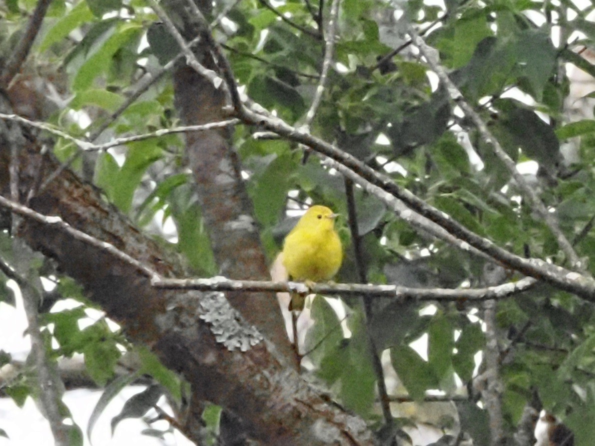 Yellow Warbler - Jonine Dewitte