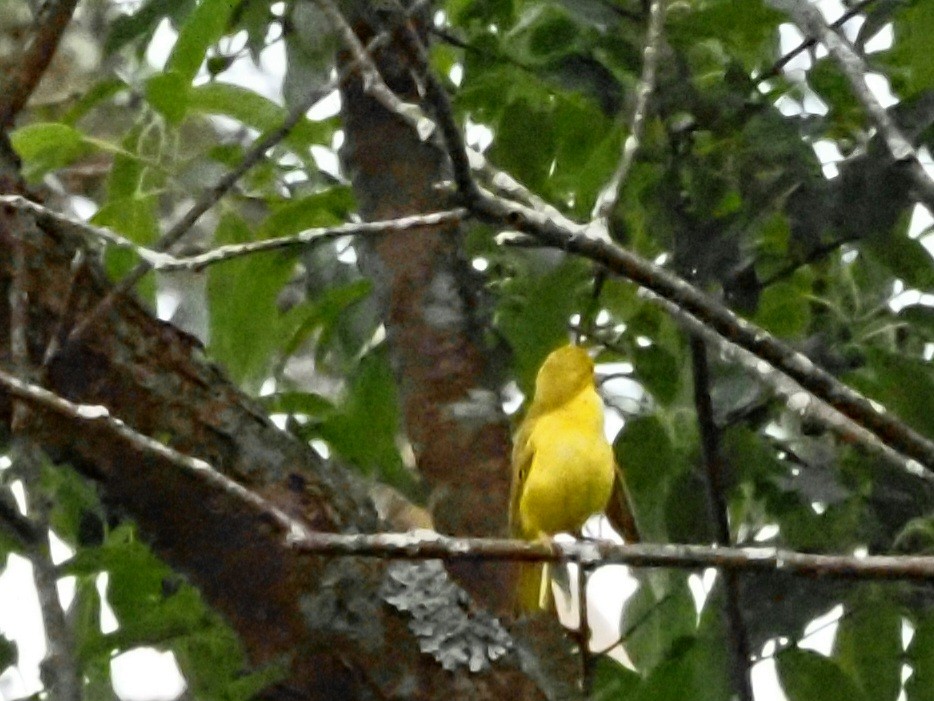 Yellow Warbler - ML620723126