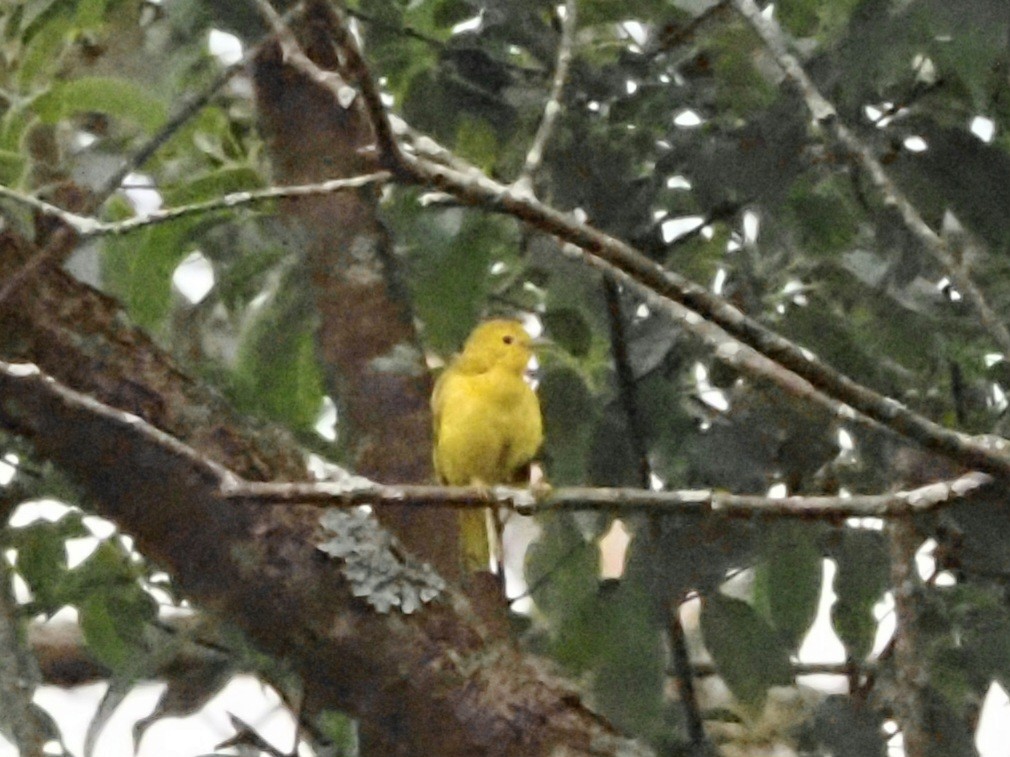 Yellow Warbler - ML620723127