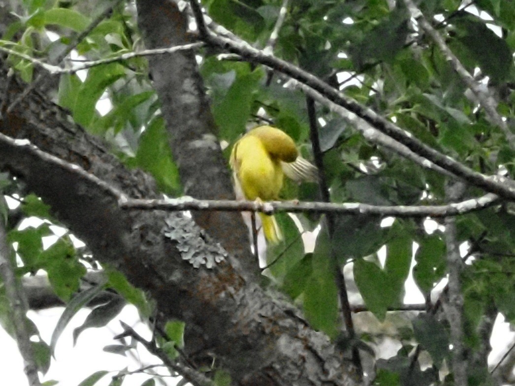 Yellow Warbler - ML620723128