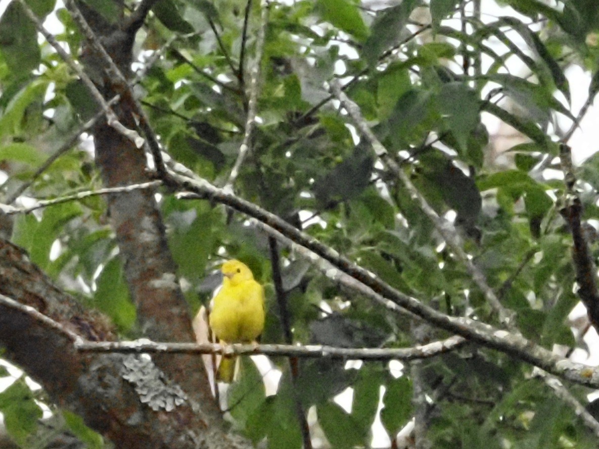 Yellow Warbler - ML620723129